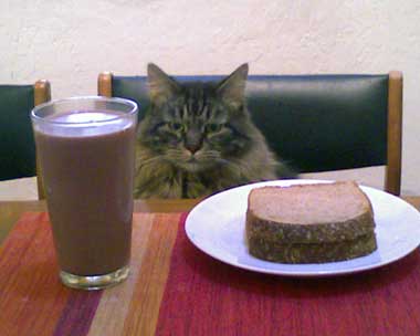 Murphy the cat at dinner table