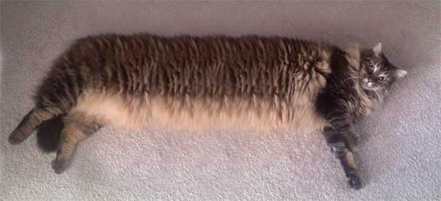 Charcoal the cat stretched