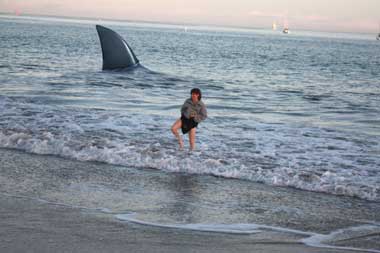 beach post with shark