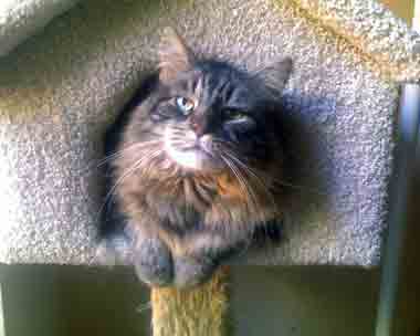 Murphy the cat in pet house