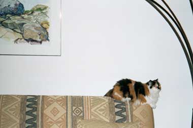 cat on couch