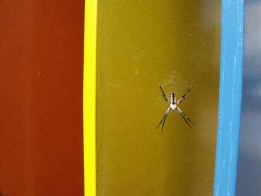 spider in web